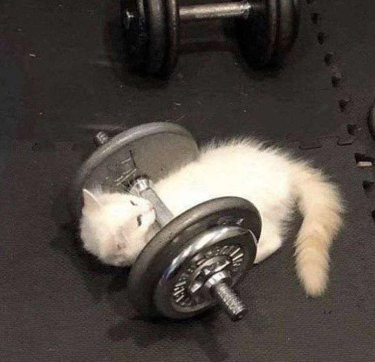 gym space avatar